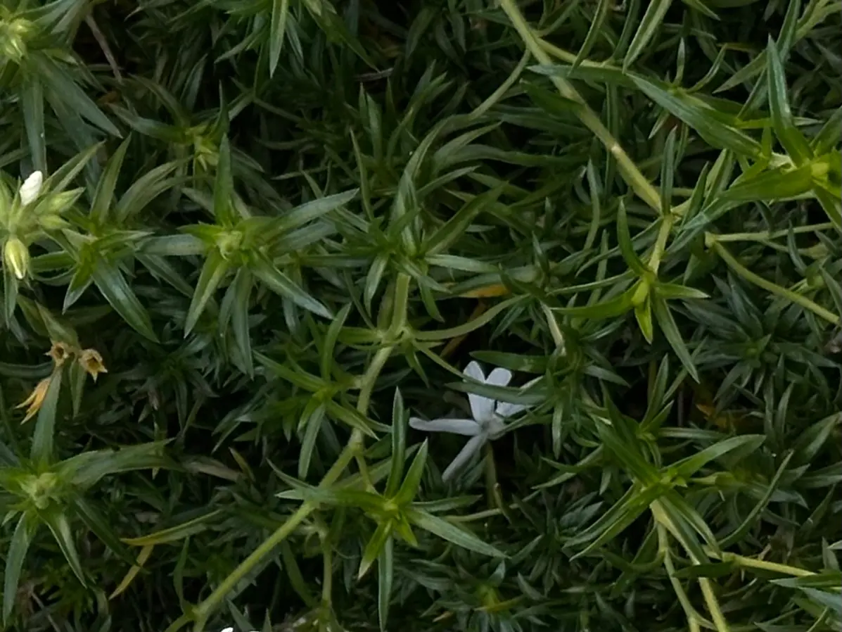 leecommit background